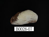 藏品(青鬍魁蛤)的圖片